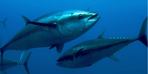 中国三文鱼的价格高出波兰 70%！反对制裁，Nova Austral 威胁撤出智利！