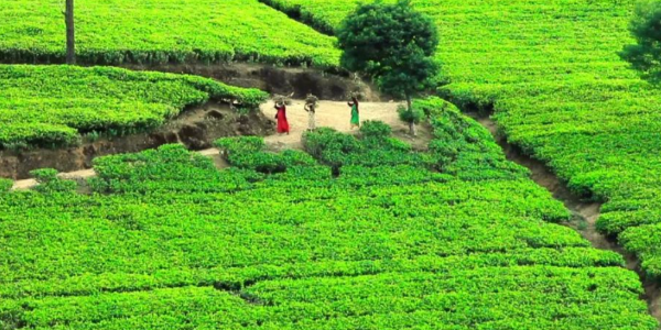 11月斯里兰卡茶叶出口量同比下降25%