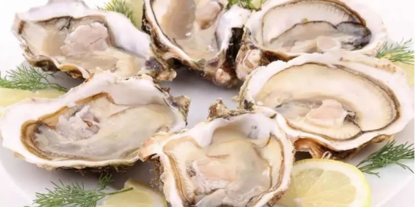 日本国际协力机构与越南庆和省合作发展牡蛎养殖业