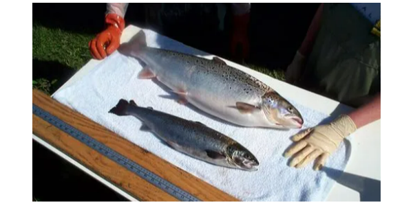 阿拉斯加鲑鱼捕捞季于本月16日开启