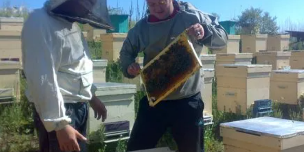 俄哈巴罗夫斯克边疆区蜂蜜成功出口中国