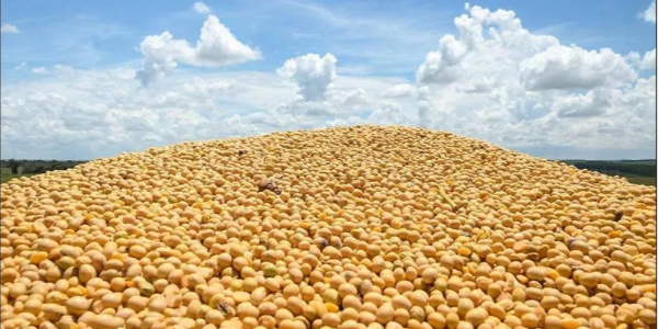 巴拉圭前财长：明年大豆等产业料增长，商业服务业等难乐观