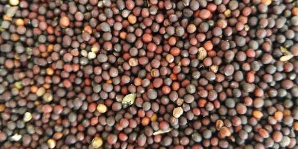 6月份澳大利亚油菜籽出口量为33万吨，环比减少35%