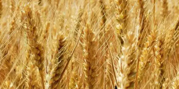 全球小麦市场：黑海谈判取得进展，收获压力沉重，麦价下跌
