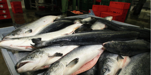 截止2022年俄罗斯养殖鲑鱼份额提高至38%