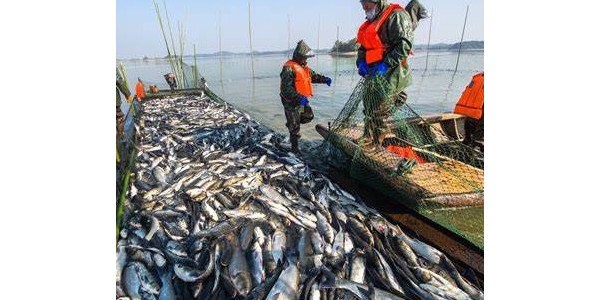 日本鱼产品出口量在启动排放核污水后骤减至一半