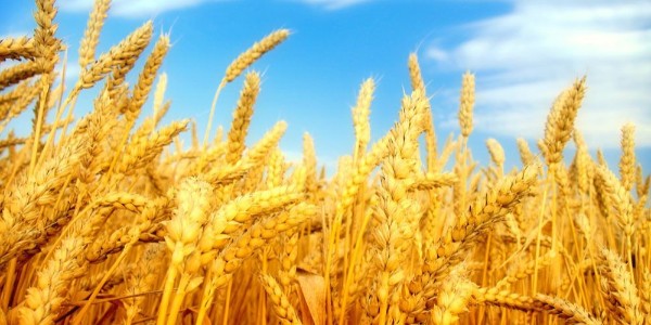 全球小麦市场：芝加哥小麦期货跌至三年低点附近