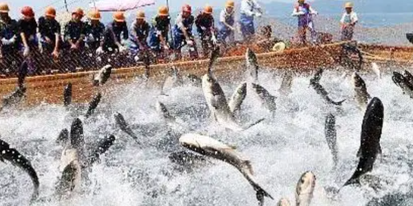 今年上半年挪威鲑鱼和鳟鱼出口额均呈增长趋势