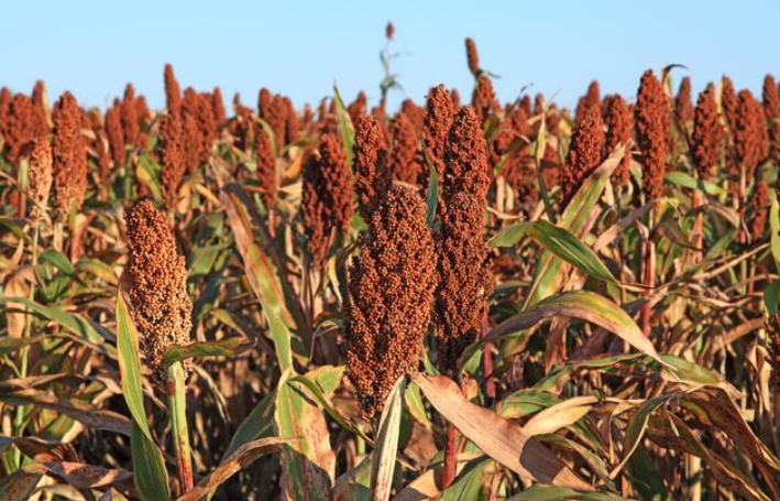 USDA参赞：2022/23年度阿根廷高粱产量预计为360万吨