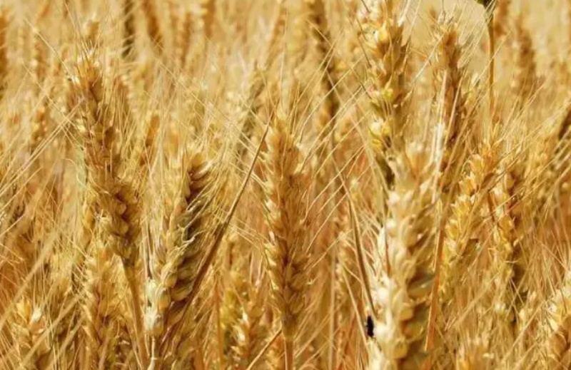 英媒：埃及废除自乌克兰购买24万吨小麦的合同