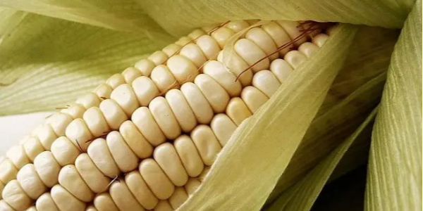俄阿穆尔州第一批玉米将发往韩国