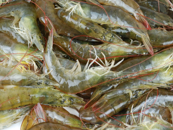 印度虾价下行，饲料成本上升，安得拉邦政府出手干预市场
