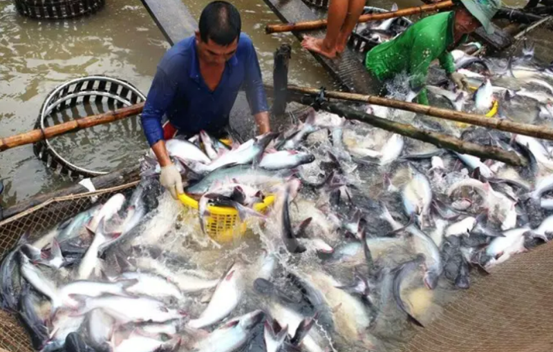 今年前4个月越南查鱼出口近10亿美元