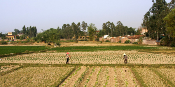 2023年越南新成立农业合作社将达1600家