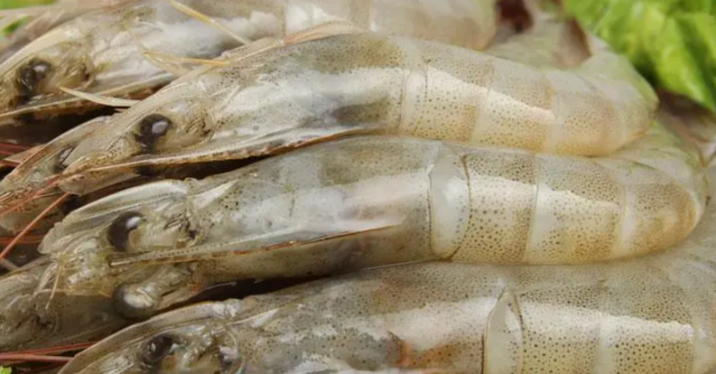 委内瑞拉白虾在欧洲市场崛起，主打小规格、去壳产品