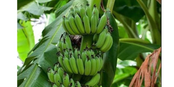 巴拉圭寻求“香蕉有机认证”推动产品出口