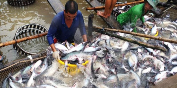 2022年前11个月越南查鱼出口同比增长77%