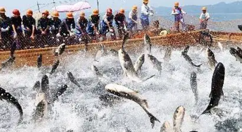 今年6月滨海边疆区对华铁路运输鱼类产品1.24万吨