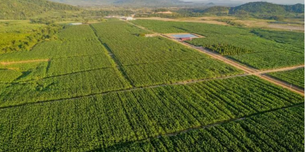 2022年中柬农业合作要事回顾