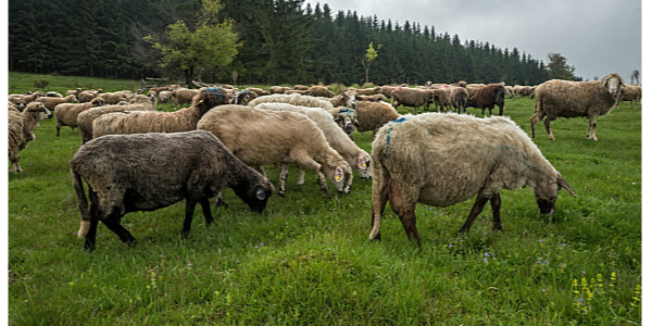 塞媒报道塞畜牧业规模呈逐年减小趋势