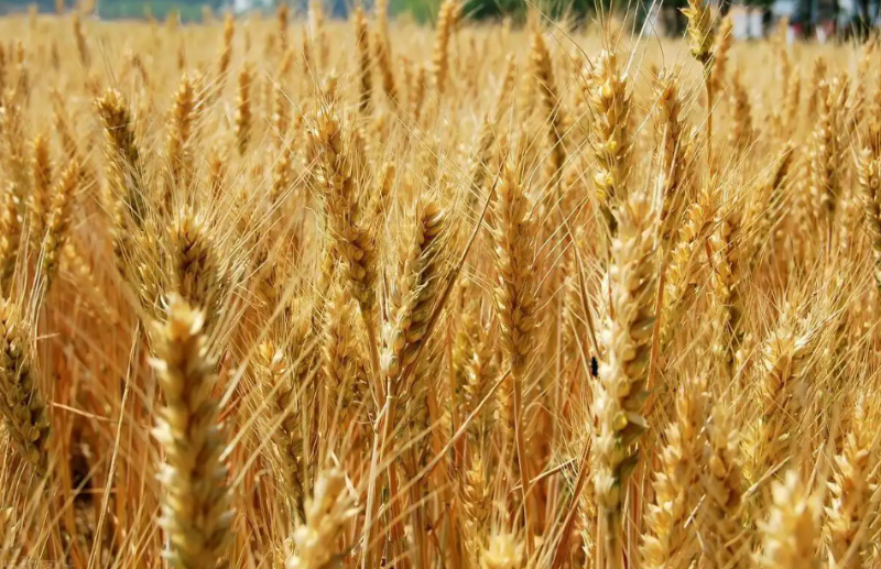 业者协会：今年巴拉圭小麦生产前景良好