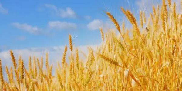 伊朗月度进口小麦超3亿美元