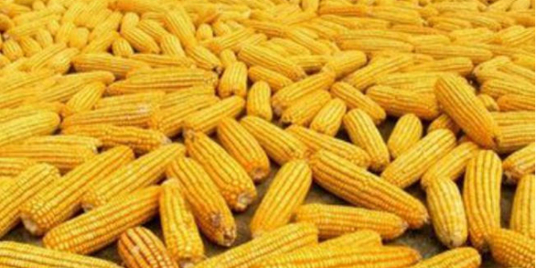 全球饲粮市场：美国和阿根廷玉米供应紧张，支持玉米价格上涨