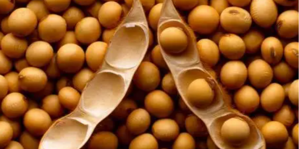 缅甸曼德勒市场上，豆类价格疯狂上涨