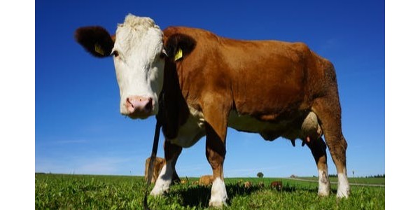 2022年暂停立陶宛牛肉进口申报