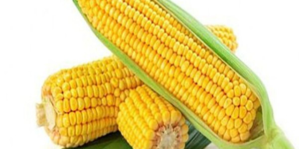 全球饲粮市场：关键生长期到来，玉米价格增添风险升水