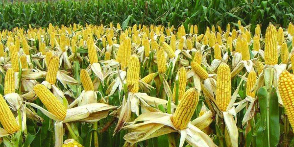 2022年阿根廷大豆、玉米出口额创历史新纪录