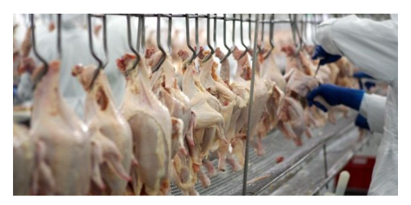 2022巴西禽肉出口再创纪录；巴西猪肉出口在12月猛烈冲刺