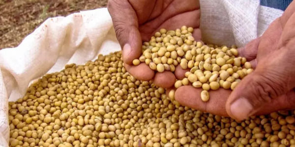 9个多月，缅甸对外出口138万吨豆类