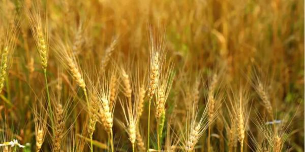 2022年前10个月，哈萨克斯坦小麦出口金额同比增长近四成