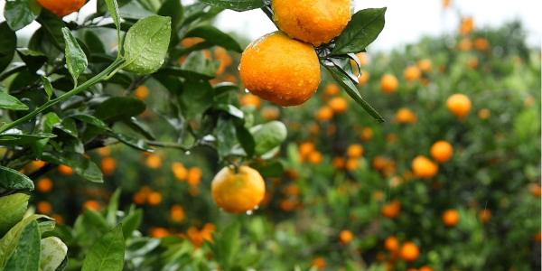 2022/23季北半球柑橘产量预计下降13%