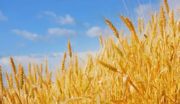 一季度哈萨克斯坦小麦出口量增长64%