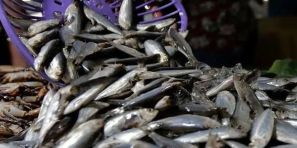 尽管价格高企，挪威三文鱼对东南亚的出口依然增长！