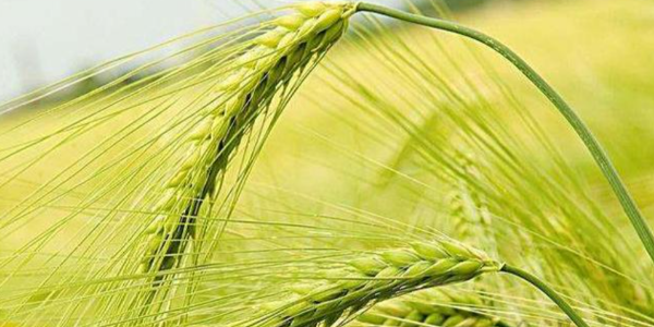 欧洲小麦市场：法国天气干燥炎热，继续提振麦价上涨