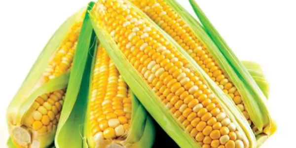 科迪华在美推出Vorceed™Enlist®玉米产品 具有RNAi技术和四种除草剂耐受性