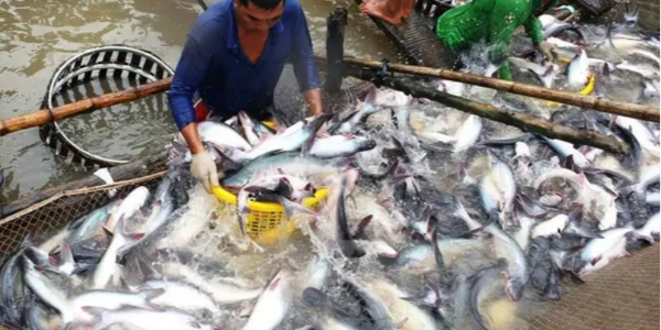 金枪鱼原料供应充裕，泰国、厄瓜多尔价格下行，太平洋休渔期即将来临