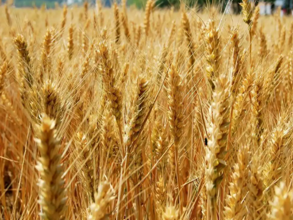 南共市国家小麦生产无法弥补世界小麦短缺
