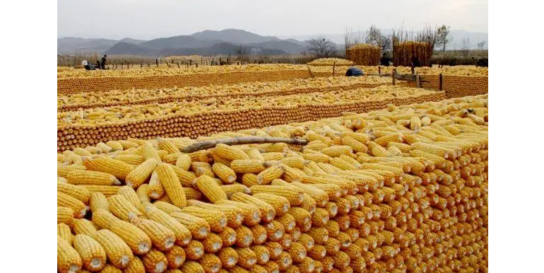 打开中国市场 巴西1月玉米出口预期增至502万吨