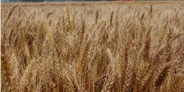 全球小麦市场：美麦库存下滑，全球供应充足，麦价互有涨跌