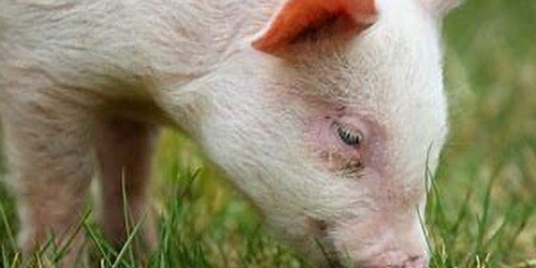 俄机构：俄罗斯猪肉出口中国问题取得的进展