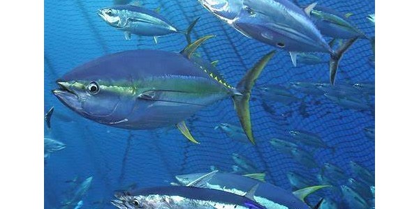 罐头生产商继续压低原料成本，10月份泰国金枪鱼交付价格或进一步走低