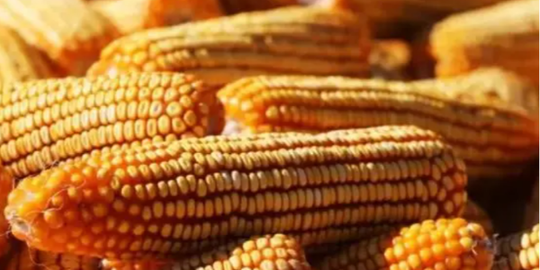 俄罗斯农业部大幅调高小麦和玉米关税