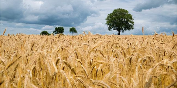 俄罗斯小麦聚焦：俄罗斯小麦出口价格进一步下跌