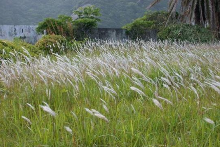 欧洲监管日趋严格，安道麦推出结合氟噻草胺、吡氟酰草胺和绿麦隆的新一代冬季谷物除草剂Chrome®