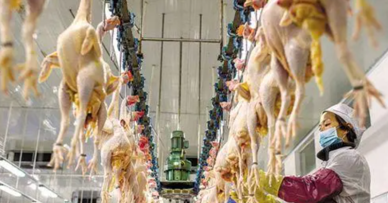 6月巴西禽肉全球出口较去年增长8.8%； 中国进口较去年同期减少18%；出口增长带动巴西禽肉生产商减轻超高成本压力