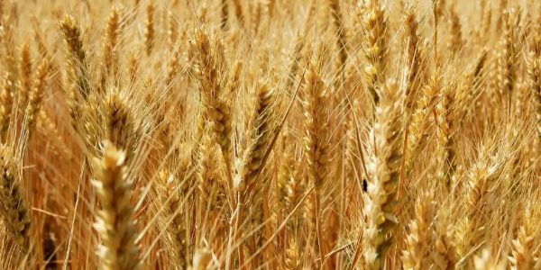 欧洲小麦市场：法国小麦价格回落